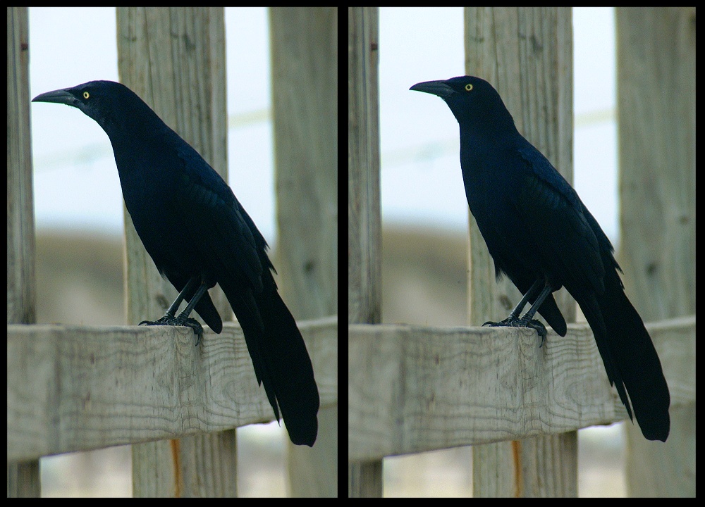 (30) crow montage.jpg   (1000x720)   239 Kb                                    Click to display next picture